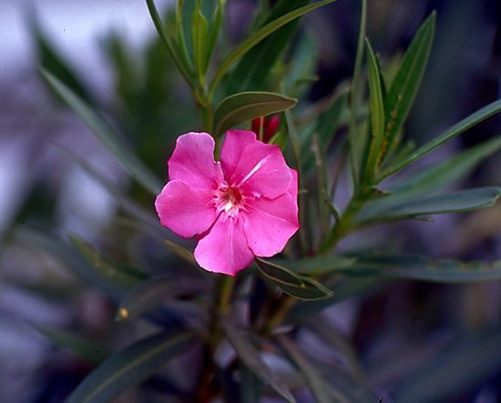 http://www.giardinaggio.it/giardino/singolepiante/oleandro/oleandro%204.jpg